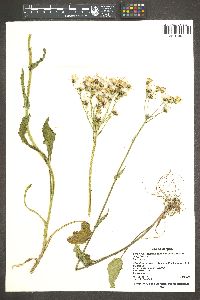 Senecio integerrimus image