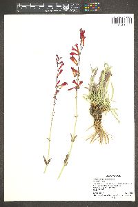 Penstemon utahensis image