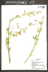 Sphaeralcea rusbyi image