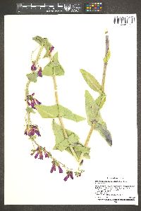 Penstemon pseudospectabilis image