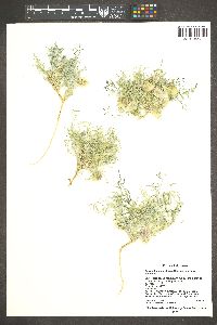 Astragalus endopterus image