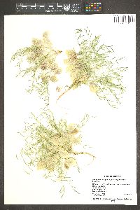 Astragalus endopterus image