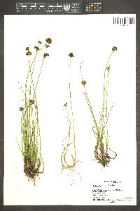 Juncus nevadensis image