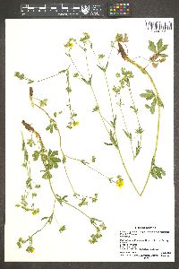 Potentilla gracilis var. fastigiata image