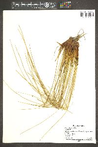 Juncus laccatus image