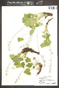 Heuchera rubescens image