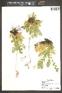 Geum triflorum image