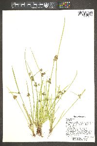 Cyperus difformis image