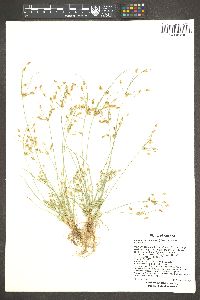 Fimbristylis annua image