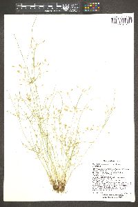 Fimbristylis annua image