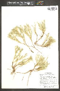 Muhlenbergia repens image