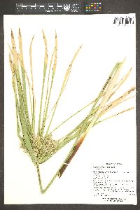 Cyperus involucratus image