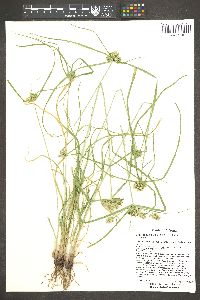 Cyperus pallidicolor image