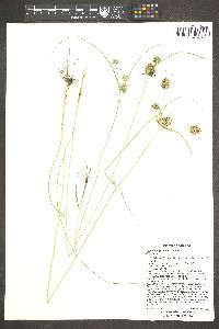 Cyperus dipsaceus image