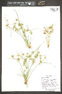 Cyperus squarrosus image