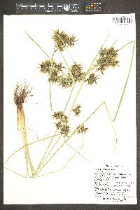 Cyperus flavicomus image