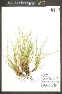 Carex rossii image