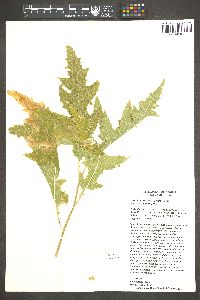 Ambrosia carduacea image