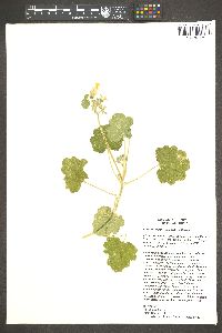 Eucnide cordata image