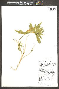 Baccharis salicifolia image