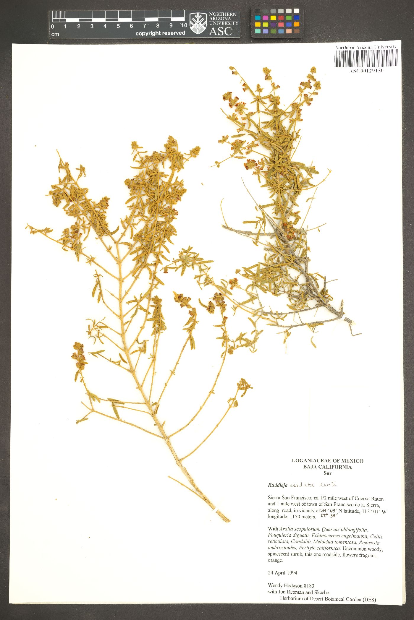 Buddleja cordata image
