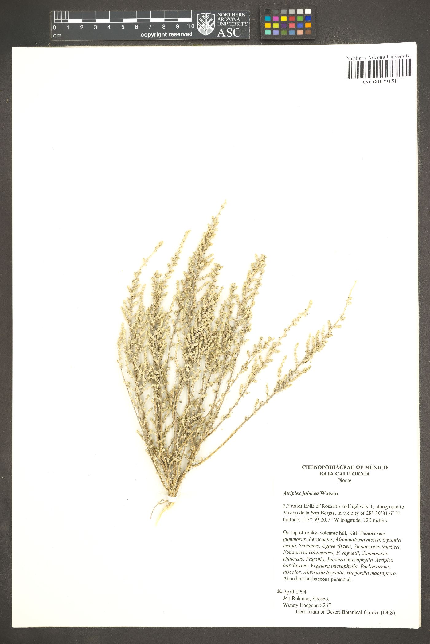 Atriplex julacea image