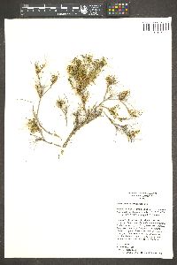 Ambrosia bryantii image