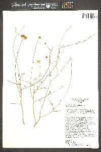 Viguiera microphylla image