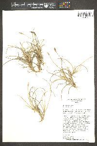 Tillandsia recurvata image