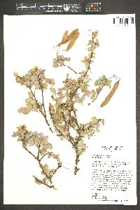 Cassia purpusii image