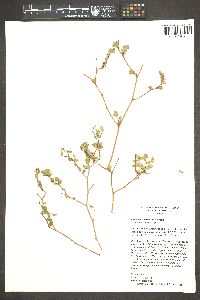 Euphorbia tomentulosa image