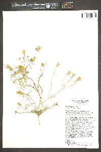 Nicolletia trifida image