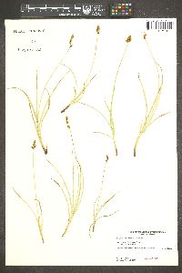 Carex tumulicola image