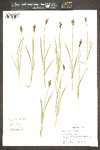 Carex tahoensis image