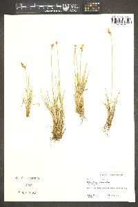 Carex tahoensis image