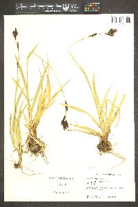 Carex fissuricola image