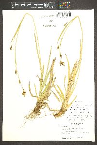 Carex luzulina image