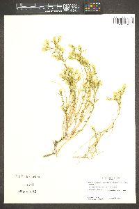 Brickellia microphylla var. watsonii image