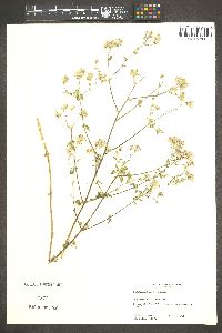 Brickellia coulteri image