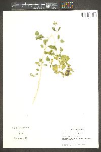 Brickellia californica image