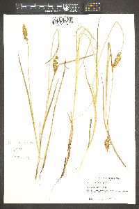 Carex sartwellii image