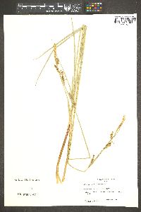 Carex sartwelliana image