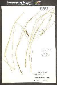 Carex sempervirens image