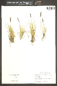 Carex scirpoidea image