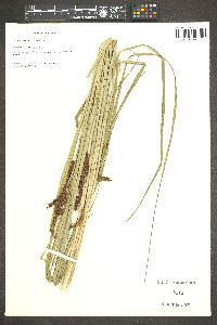 Carex glaucescens image