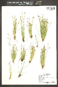 Eleocharis engelmannii image