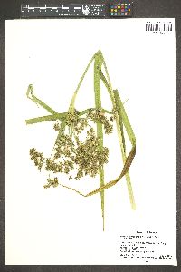 Scirpus microcarpus image