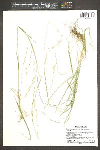 Schizachne purpurascens image