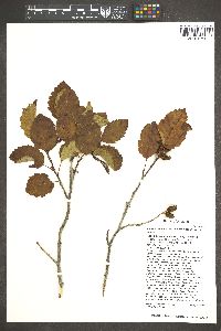 Alnus incana subsp. tenuifolia image