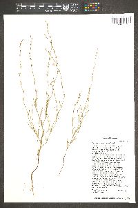 Polygonum sawatchense image